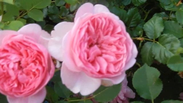 РОЗЫ БАТШЕБА,ДЖАНЕТ,БОСКОБЕЛЬ И ДР.10.ПОКАЗЫВАЮ В СРАВНЕНИИ. РОЗЫ ПЕРСИКИ И МНОГОЦВЕТКИ.2021. смотреть онлайн