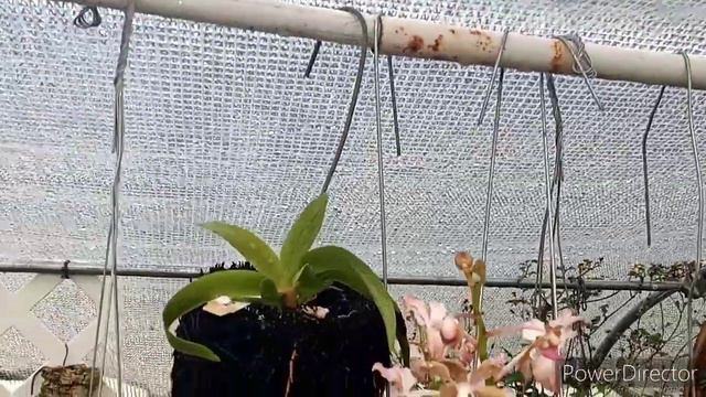 Vanilla Orchid Care For Lelani. and no videos for a while. смотреть онлайн