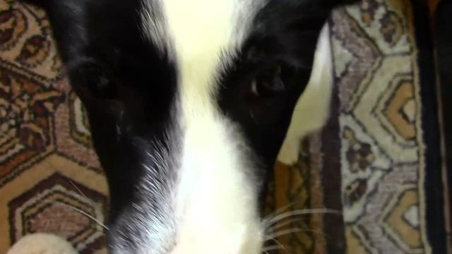 Щенок учится есть сырое мясо✽14 - 15 апреля 2017 смотреть онлайн