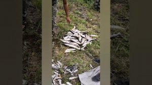 ПОЕХАЛИ НА РЫБАЛКУ С БРЕДНЕМ И УГЛЕМ, И ЧТО?#fishing #карсаков #рыбалка #бредень #рыба #уха #шашлык