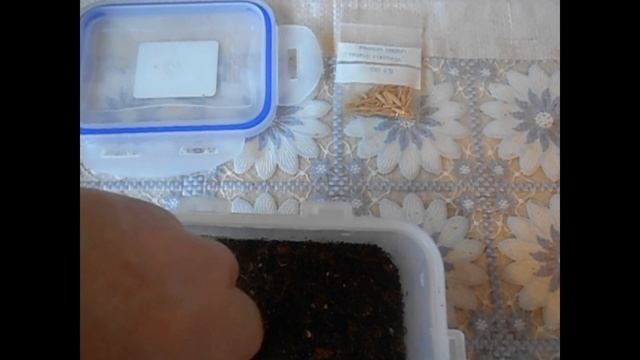 Адениум. Посевная: фазы луны смотреть онлайн