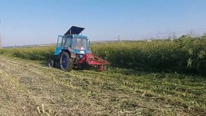 Косим суданку на мтз 82 с роторной косилкой.