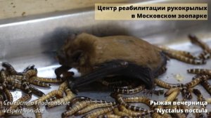 Темные секреты питания летучих мышей: полусерьезная лекция