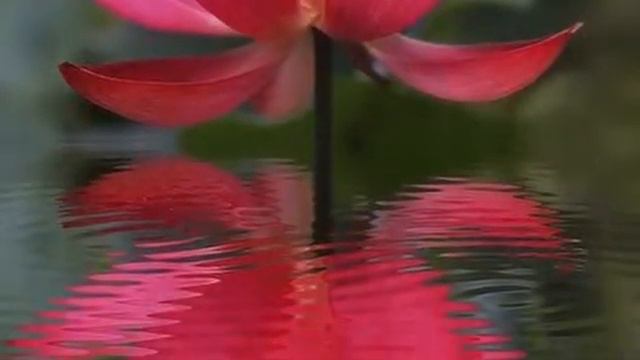 Chinese Bamboo Flute 1 笛子曲 ~ Take Me To Your Heart смотреть онлайн