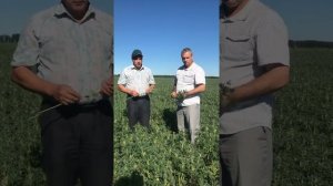 Белый люпин «ДЕГА»