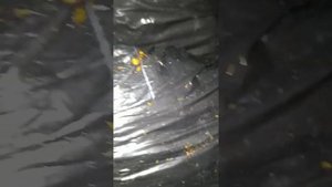 личинки грибной мошки.