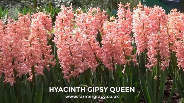 Hyacinth 'Gipsy Queen' - FarmerGracy.co.uk смотреть онлайн