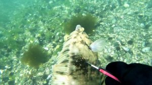 Подводная Охота, Приморский Край, Камбала 2022