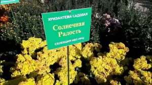 БАЛ ХРИЗАНТЕМ