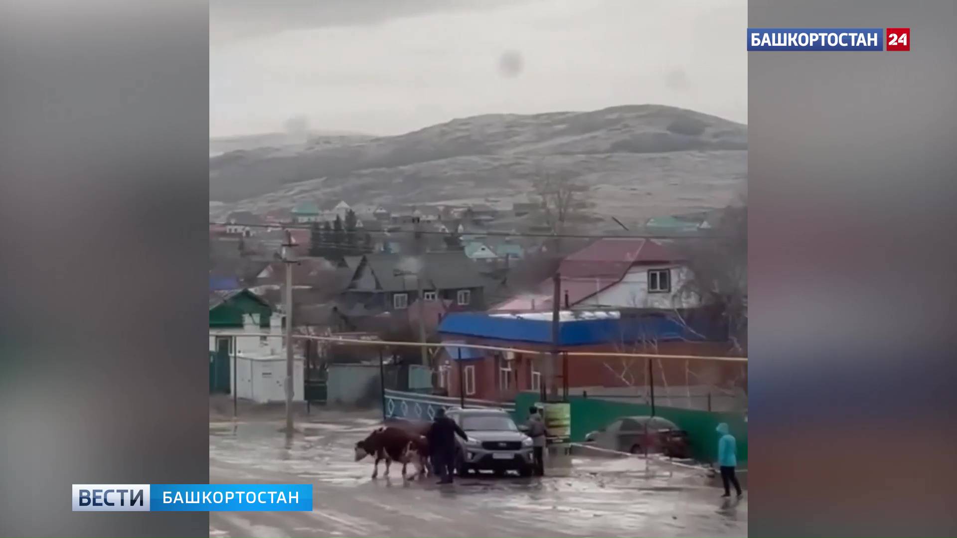 Коровы на льду: жители Башкирии засняли на видео, как передвигается домашний скот по гололеду