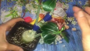 Результаты двух прививок адениума: сам на себя и махровой веточки.