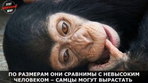 Шимпанзе - обезьяна, которая больше всех похожа на человека. Интересные факты о Шимпанзе