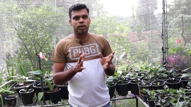 කොල ගානට මල් ගන්න රහස් 07ක් | Anthurium care | anthurium wagawe rahas смотреть онлайн