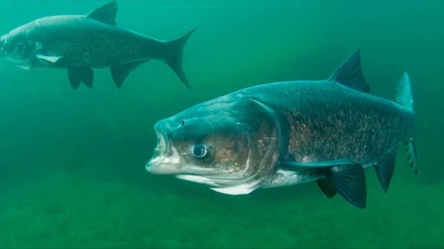 Факты о Толстолобике которых вы не знали! До каких размеров вырастает и сколько жизни.. смотреть онлайн