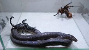 Poison Snake Scorpion Tarantula Centipede