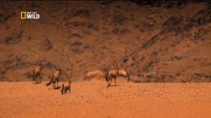 Короли на грани исчезновения.  Львы пустыни Намиб