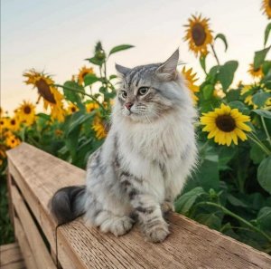 Изделия где есть ???