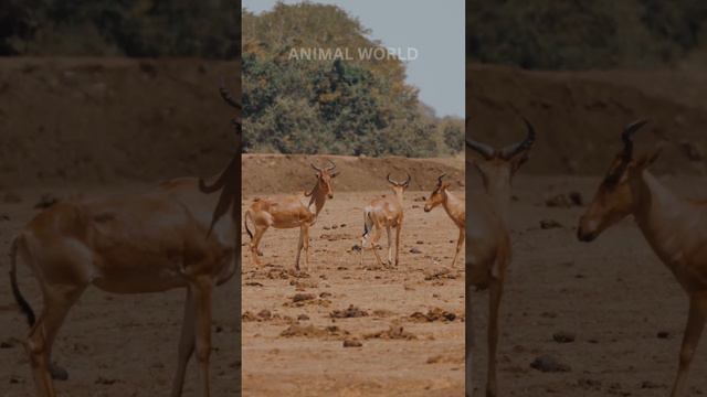 Antelope 😊😊 #animalworld #subscribe #shortvideo #shots #short