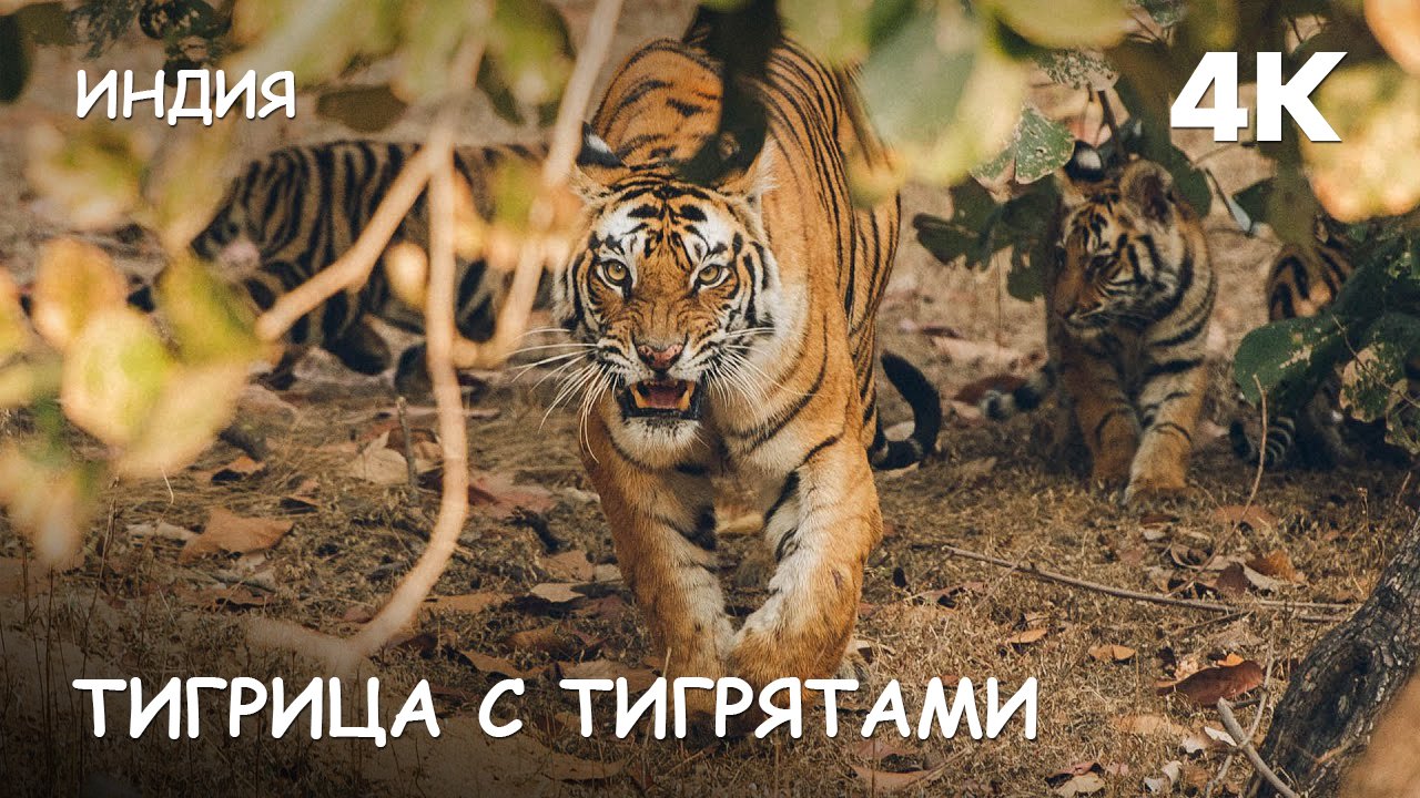 Мир Приключений - Атака тигра. Тигрица с тигрятами в джунглях. Индия. 4К.