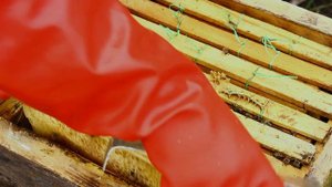 Осмотр улья Варрэ после расширения. Готовый шестирамочник.