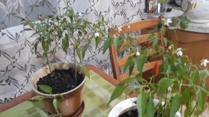 Как я выращивала перец Алладин