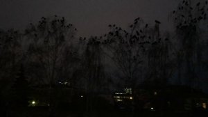 вороны спят