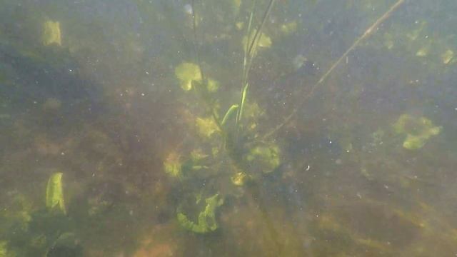 СОЛНЕЧНЫЕ ЛУЧИ ПОД ВОДОЙ 2022.06.14