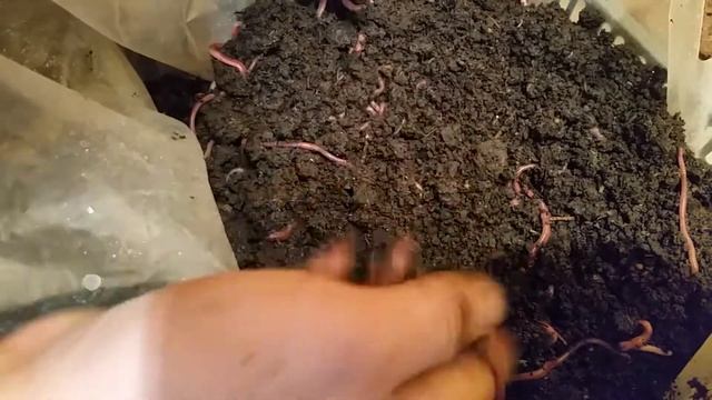 #15 ДЕНДРОБЕНА ТОРФ С НАВОЗОМ