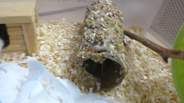 ЯПОНСКИЕ КАРЛИКОВЫЕ ТАНЦУЮЩИЕ ВАЛЬСИРУЮЩИЕ МЫШИ / СОДЕРЖАНИЕ И УХОД / ЛУЧШЕ ХОМКИ / Alisa Easy Pets смотреть онлайн