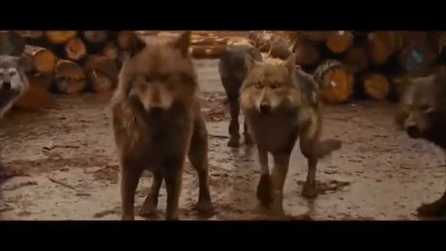 Клип волков!☺??❤ смотреть онлайн