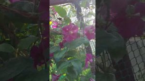 клематис Стар оф индия в условиях севера