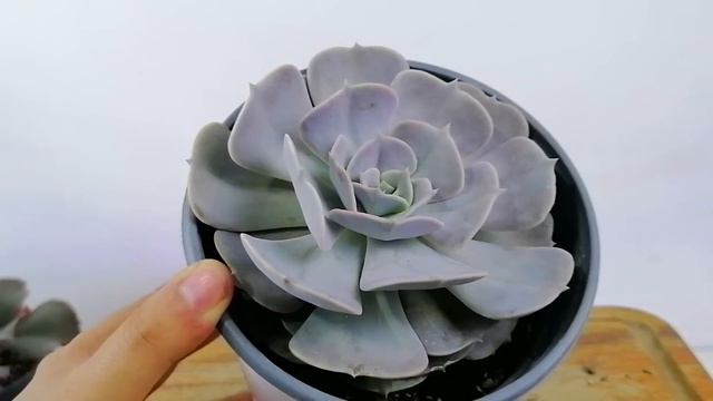 suculentas gigantes en poco tiempo donsuculento смотреть онлайн