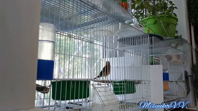 Гибрид щегол и канарейка пение