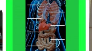 Что На Самом Деле Происходит в Организме во Время Стресса? (Как Бороться со Стрессом)