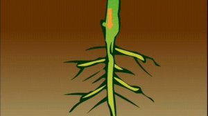 ТРАНСПОРТ И ЗАПАСАНИЕ УГЛЕВОДОВ В РАСТЕНИИ