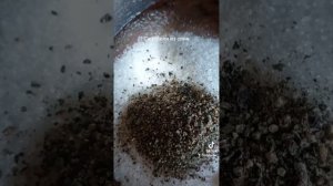 Рецепт Сацебели. Соус Сацебели из слив. Заготовки на зиму. Соус к мясу.