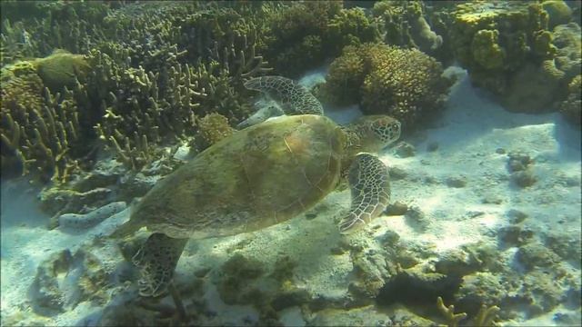 Морские черепахи / Sea turtles