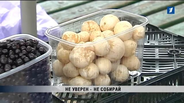 ПБК: Грибной сезон в разгаре смотреть онлайн