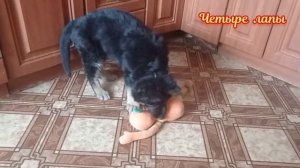 9. Немецкая овчарка Барон . Ушки уже встали.