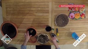 Сажаем георгины. Секреты посадки и выращивания