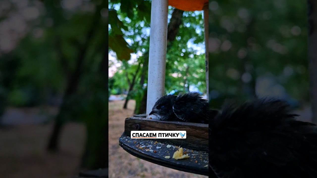 #миссалисакидс