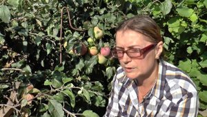 Экспедиция по виноградникам ДВ, г. Хабаровск, участок Хмелёвой О.В. 26 августа 2019 г