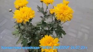 №39 Хризантема корейская ЭЛЕН ДЖЕЛЛИ  24 07 23