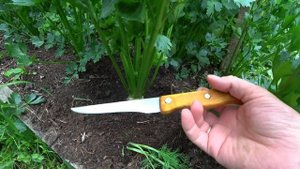 Продолжаем формировать корневой сельдерей