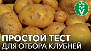 ВЫБИРАЕМ КАРТОФЕЛЬ НА ПОСАДКУ ПО ЗАПАХУ! Необычный тест, который расскажет о здоровье клубней