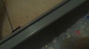 КАК ЧЁРНЫЕ ТАРАКАНЫ атакуют мою квартиру// 2 серия.