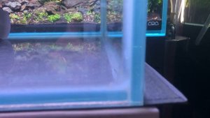 ADA и русский аквариум. В чем разница?