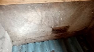 ПОЛЫ В КУРЯТНИКЕ КАКИЕ СДЕЛАТЬ