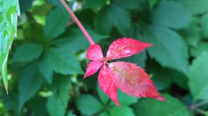 Август. Мира Ольгина. Читает автор. Музыка: Алексей Лызин.