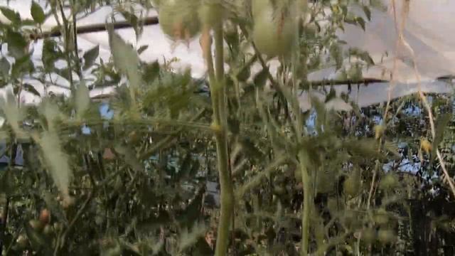 Обзор сортов томатов черри, выращенных в открытом грунте средней полосы. Какие сорта лучше, вкуснее смотреть онлайн